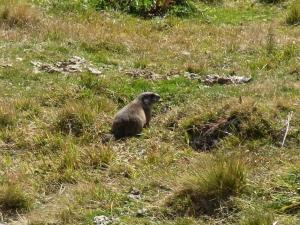 marmot_0172.jpg